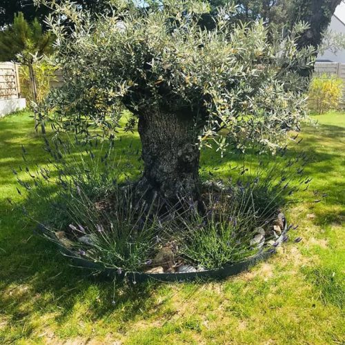 Valpiti-villa-arbre
